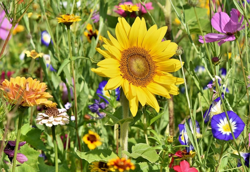 Gardening Crafts